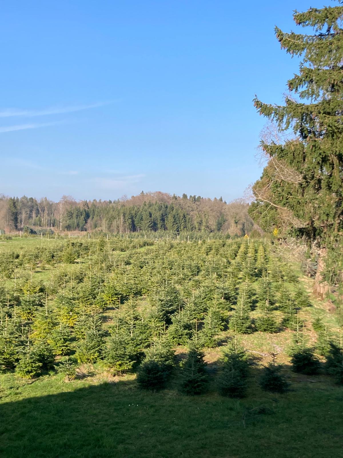 Weihnachtsbaumkultur in Graltshausen