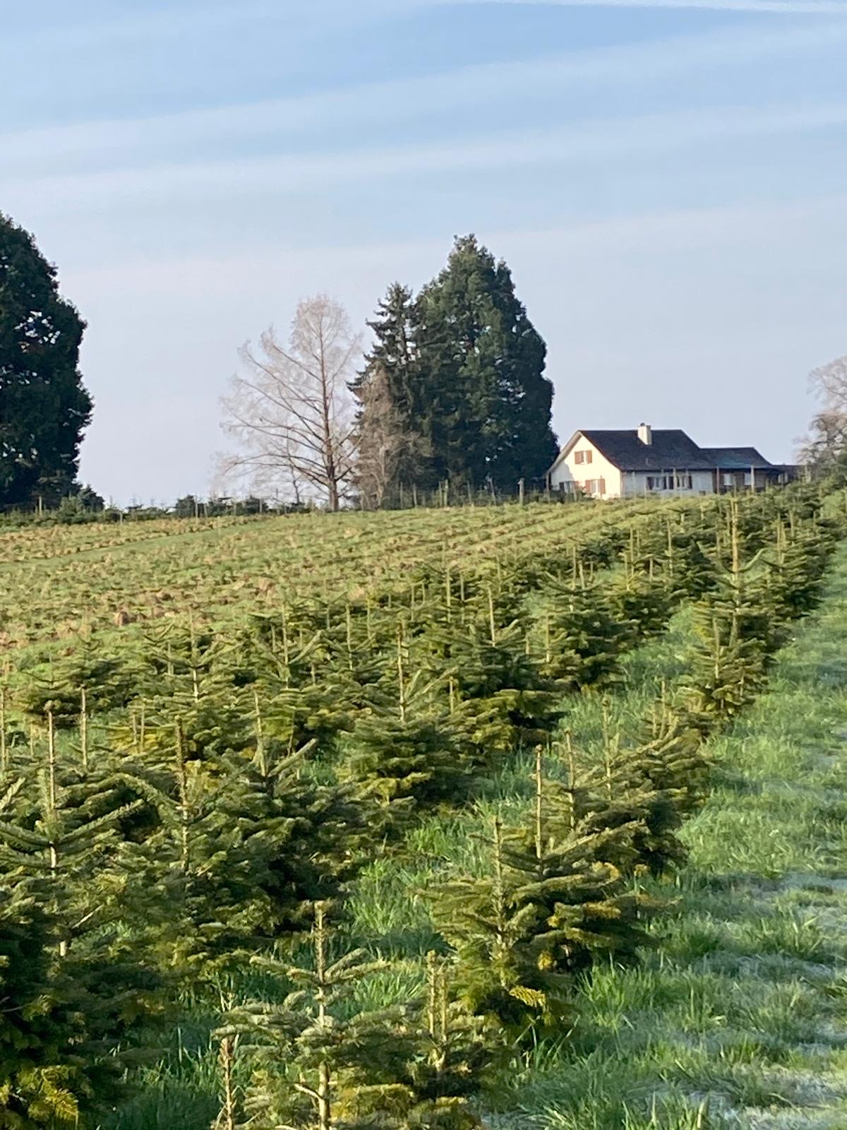 Weihnachtsbaumkultur mit Hof